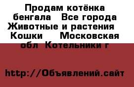 Продам котёнка бенгала - Все города Животные и растения » Кошки   . Московская обл.,Котельники г.